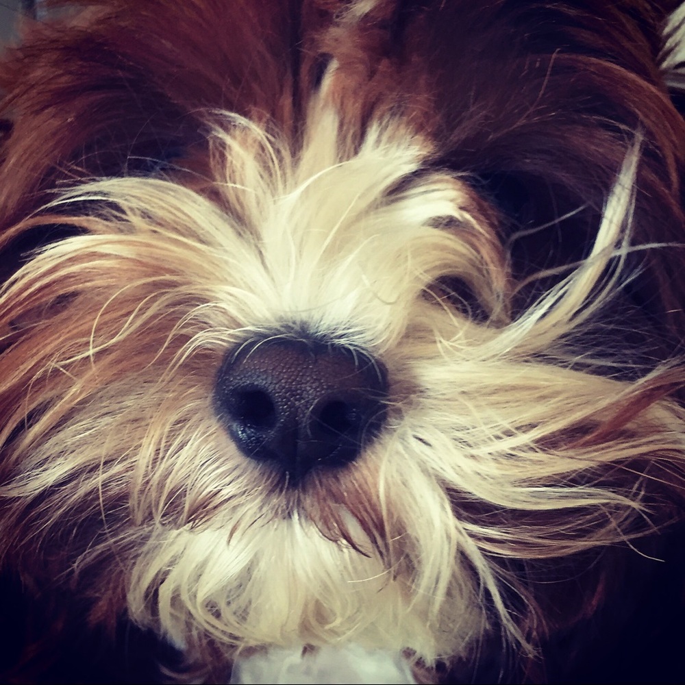 Meet your Posher, Lis